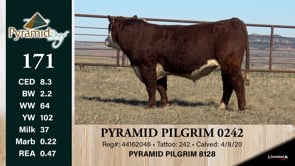 Lot #171 - PYRAMID PILGRIM 0242