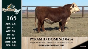 Lot #165 - PYRAMID DOMINO 0414