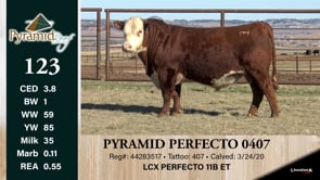 Lot #123 - PYRAMID PERFECTO 0407