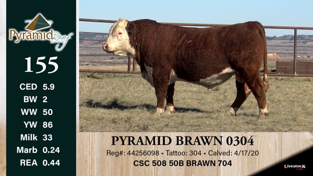 Lot #155 - PYRAMID BRAWN 0304