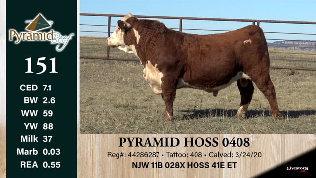Lot #151 - PYRAMID HOSS 0408