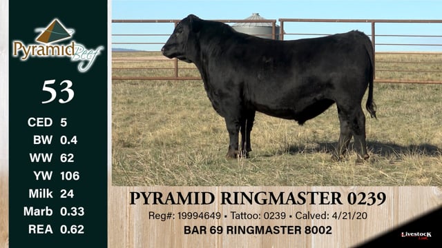 Lot #53 - PYRAMID RINGMASTER 0239