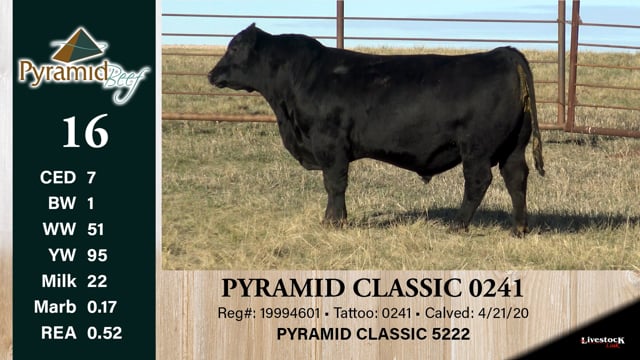 Lot #16 - PYRAMID CLASSIC 0241