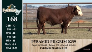 Lot #168 - PYRAMID PILGRIM 0239