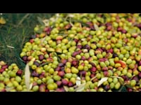 ENOTRE - Come si fa l'olio extravergine d'oliva