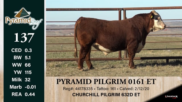 Lot #137 - PYRAMID PILGRIM 0161 ET