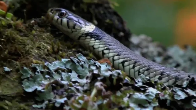 Grass snake playing dead - Reptiles and Amphibians of the UK - Forum