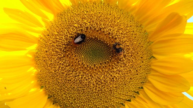 100以上の無料ひまわり 自然動画 Hd 4kクリップ Pixabay