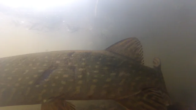 Feed And Grow Fish : Pike 