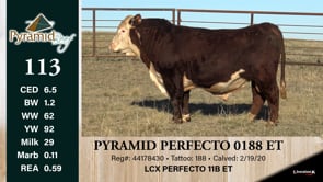 Lot #113 - PYRAMID PERFECTO 0188 ET
