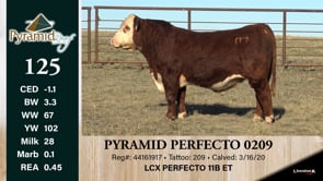 Lot #125 - PYRAMID PERFECTO 0209