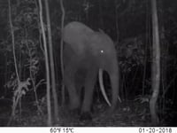 Newswise:Video Embedded study-new-survey-confirms-that-gabon-is-the-largest-stronghold-for-critically-endangered-african-forest-elephants