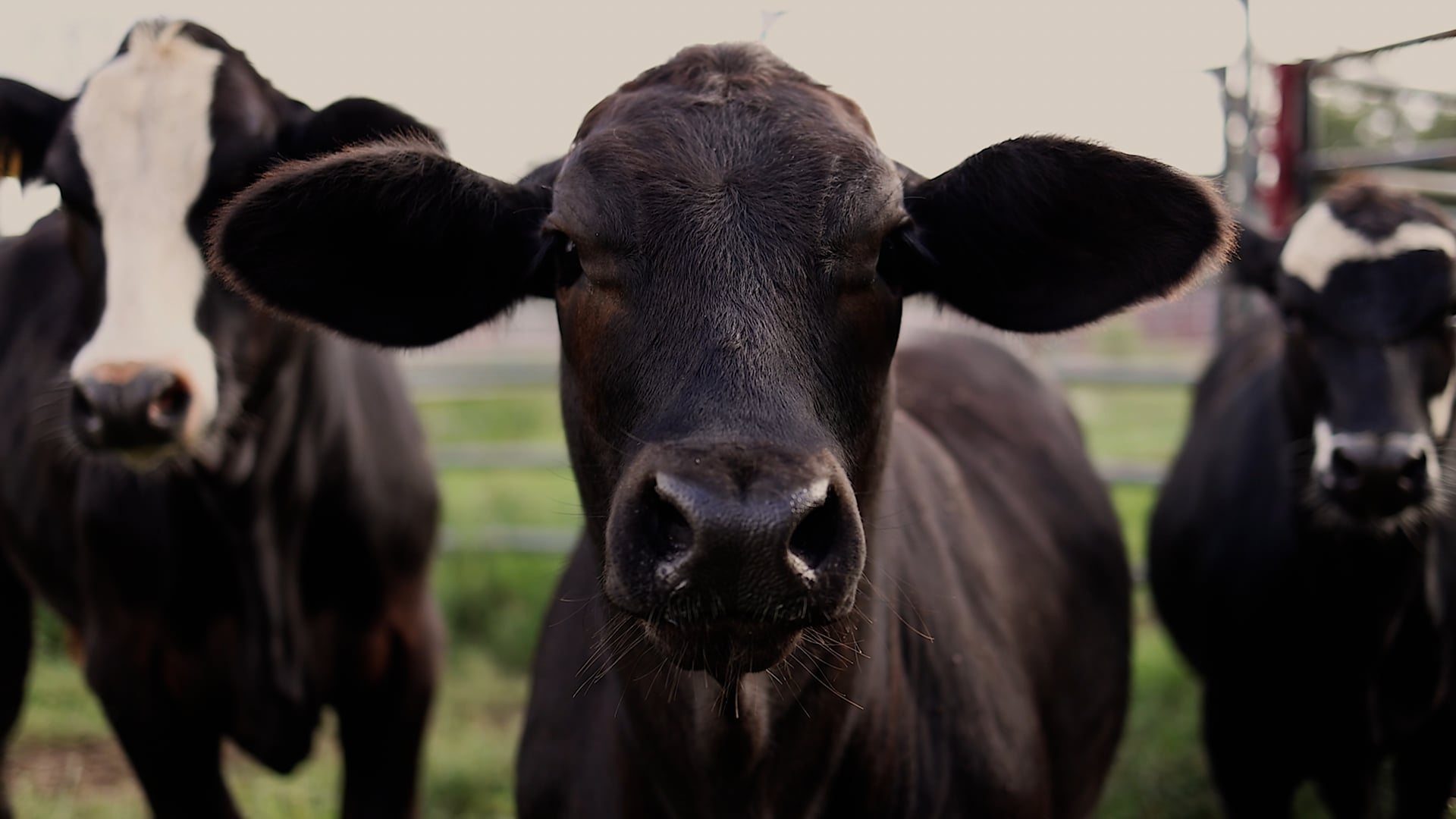 Thomas Cattle & Catering Ad