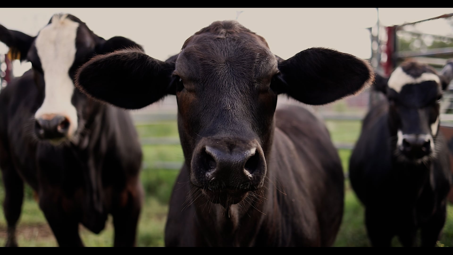 Thomas Cattle & Catering Ad