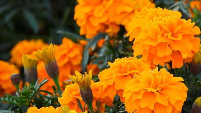 9+ Free Marigold & Flower Videos, HD & 4K Clips - Pixabay
