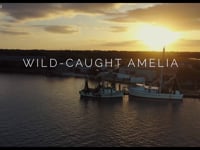 Wild-Caught Amelia