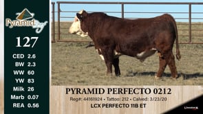 Lot #127 - PYRAMID PERFECTO 0212