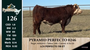 Lot #126 - PYRAMID PERFECTO  0246