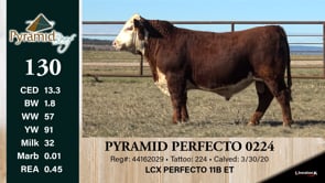 Lot #130 - PYRAMID PERFECTO 0224