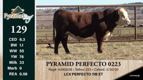 Lot #129 - PYRAMID PERFECTO 0223