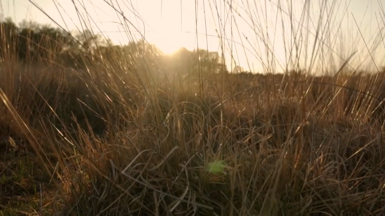 Lec, saulīte, spīdi spoži! MELBURNAS VALSTS SVĒTKU SVEICIENS 2021 on Vimeo