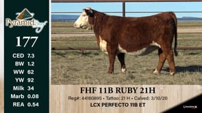 Lot #177 - FHF 11B RUBY 21H