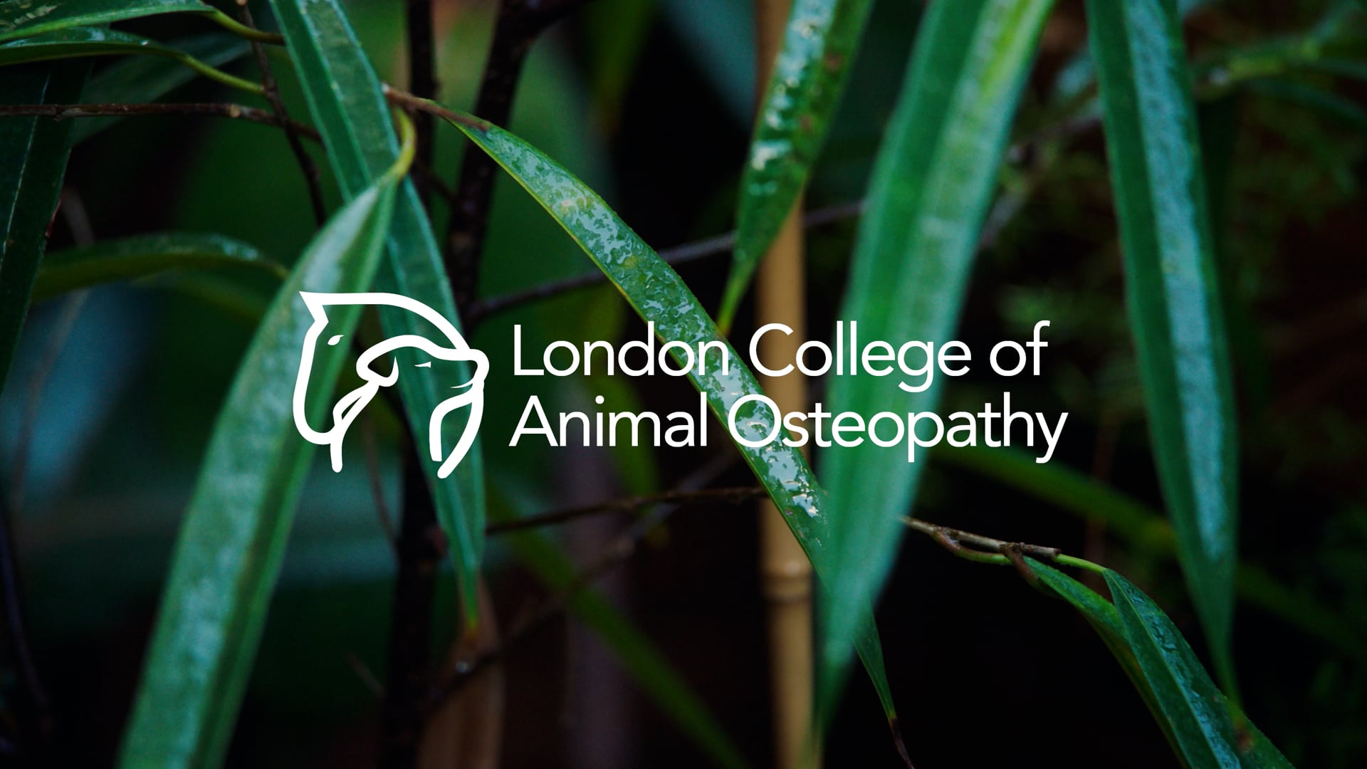 London College of Osteopathy - Canine