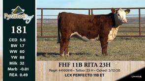 Lot #181 - FHF 11B RTIA 23H