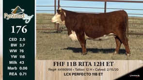 Lot #176 - FHF 11B RITA 12H ET