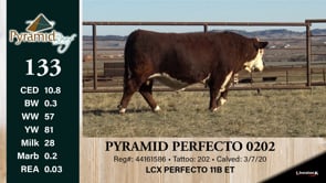 Lot #133 - PYRAMID PERFECTO 0202