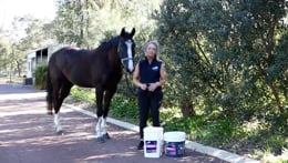 EquiShure Hindgut Supplement for Horses Kentucky Equine Research