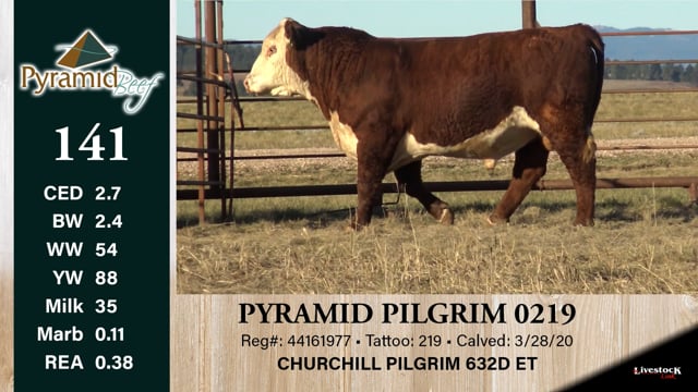 Lot #141 - PYRAMID PILGRIM 0219