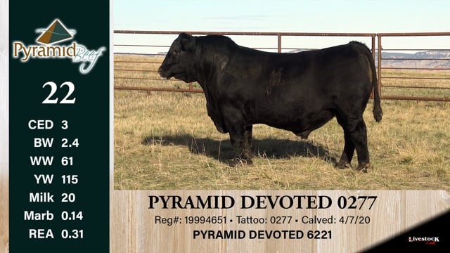 Lot #22 - PYRAMID DEVOTED 0277