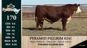 Lot #170 - PYRAMID PILGRIM 0241