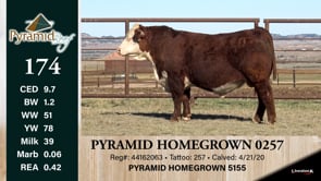 Lot #174 - PYRAMID HOMEGROWN 0257