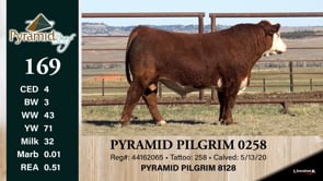 Lot #169 - PYRAMID PILGRIM 0258