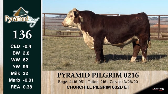 Lot #136 - PYRAMID PILGRIM 0216