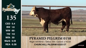 Lot #135 - PYRAMID PILGRIM 0158