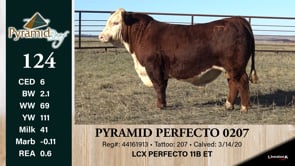 Lot #124 - PYRAMID PERFECTO 0207