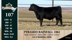 Lot #107 - PYRAMID RAINFALL 1061