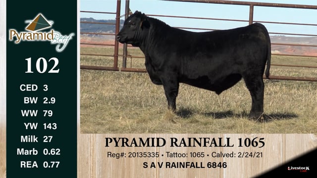 Lot #102 - PYRAMID RAINFALL 1065