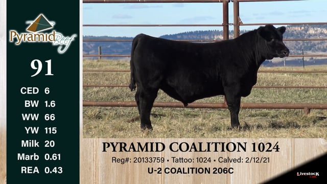 Lot #91 - PYRAMID COALITION 1024
