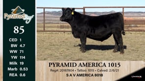 Lot #85 - PYRAMID AMERICA 1015 ***OUT OF SALE***