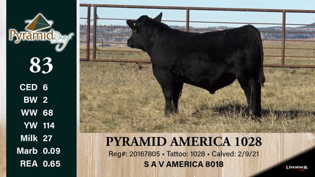 Lot #83 - PYRAMID AMERICA 1028