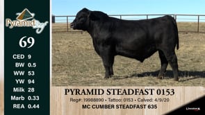 Lot #69 - PYRAMID STEADFAST 0153
