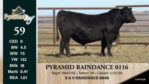 Lot #59 - PYRAMID RAINDANCE 0116