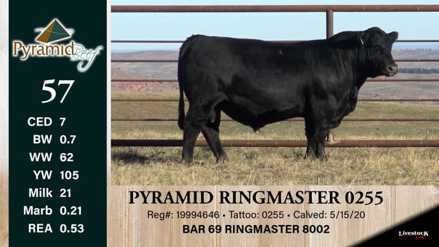 Lot #57 - PYRAMID RINGMASTER 0255