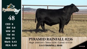Lot #48 - PYRAMID RAINFALL 0236