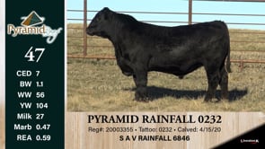 Lot #47 - PYRAMID RAINFALL 0232