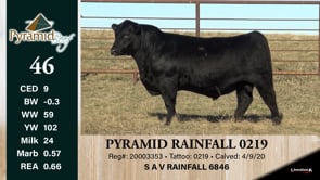 Lot #46 - PYRAMID RAINFALL 0219